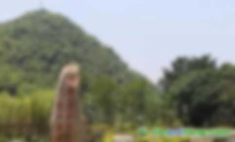 中關(guān)村綠色發(fā)展智庫專家、教授李金良：促進我國CCER林業(yè)碳匯交易的建議