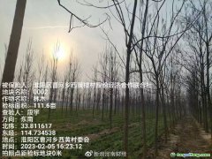 助力碳達(dá)標(biāo)，林木雙保障 全國(guó)首單楸樹碳匯指數(shù)保險(xiǎn)落地河南周口