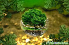 控排企業(yè)碳資產(chǎn)管理代運(yùn)營(yíng)：配額籌劃、合規(guī)化改造等數(shù)據(jù)優(yōu)化、碳交易金融化思維